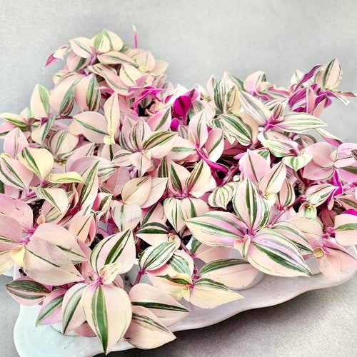 Tradescantia Mundula lisa - Etsy UK