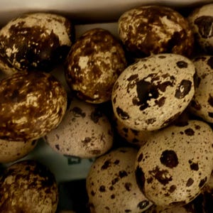 May include: A collection of speckled eggs with a creamy white base and irregular brown markings. The eggs are clustered together, filling the frame, suggesting a natural or rustic theme.