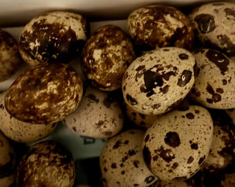 Fresh Coturnix Quail Eggs One Dozen
