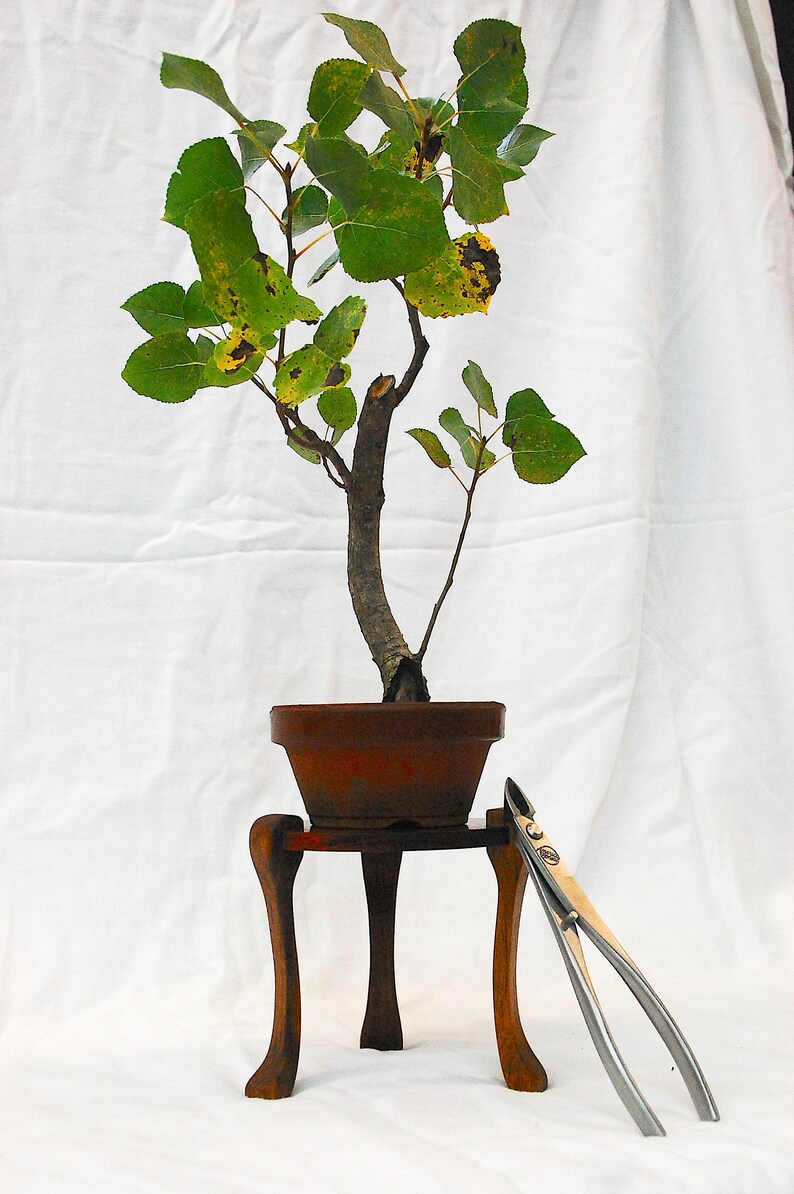 Small Shohin Cascade Bonsai Display Stand Etsy