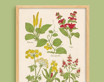 Vintage Medicinal Plants print #2 - digital download printable - gallery wall interior art decor botanical natural medicine apothecary herbs