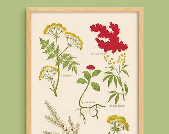 Vintage Medicinal Plants print #4 - digital download printable - gallery wall interior art decor botanical natural medicine apothecary herbs