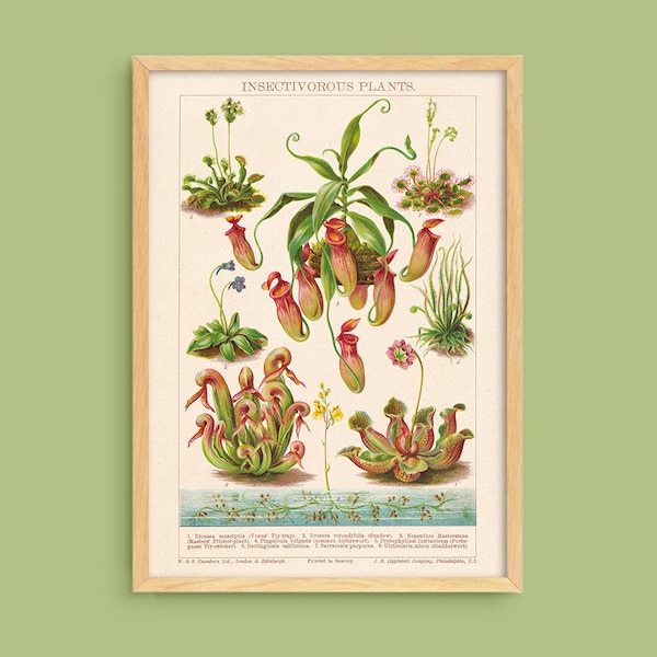 Plantes carnivores anciennes imprimées - téléchargement numérique imprimable - galerie vintage mur intérieur art style - botanique histoire naturelle