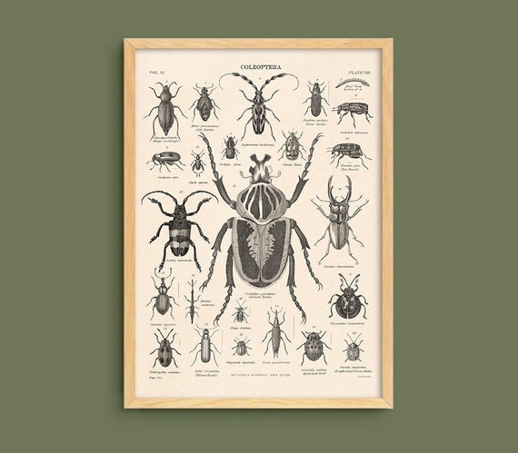 Antique Beetles Print Digital Download Printable Vintage - Etsy