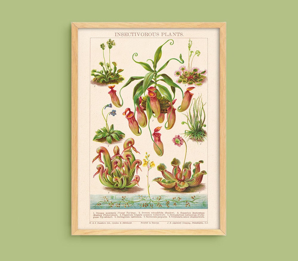 Antique Carnivorous Plants Print - Digital Download Printable - Vintage ...