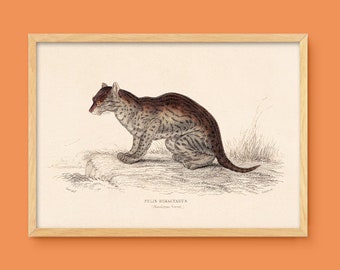 Antique Himalayan Serval print - digital download printable - vintage gallery wall interior art decor style - wild big cats animals