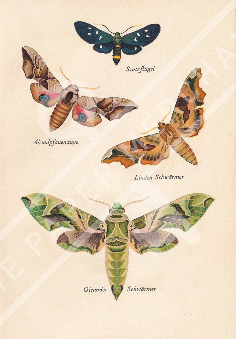 Printable Antique Moth