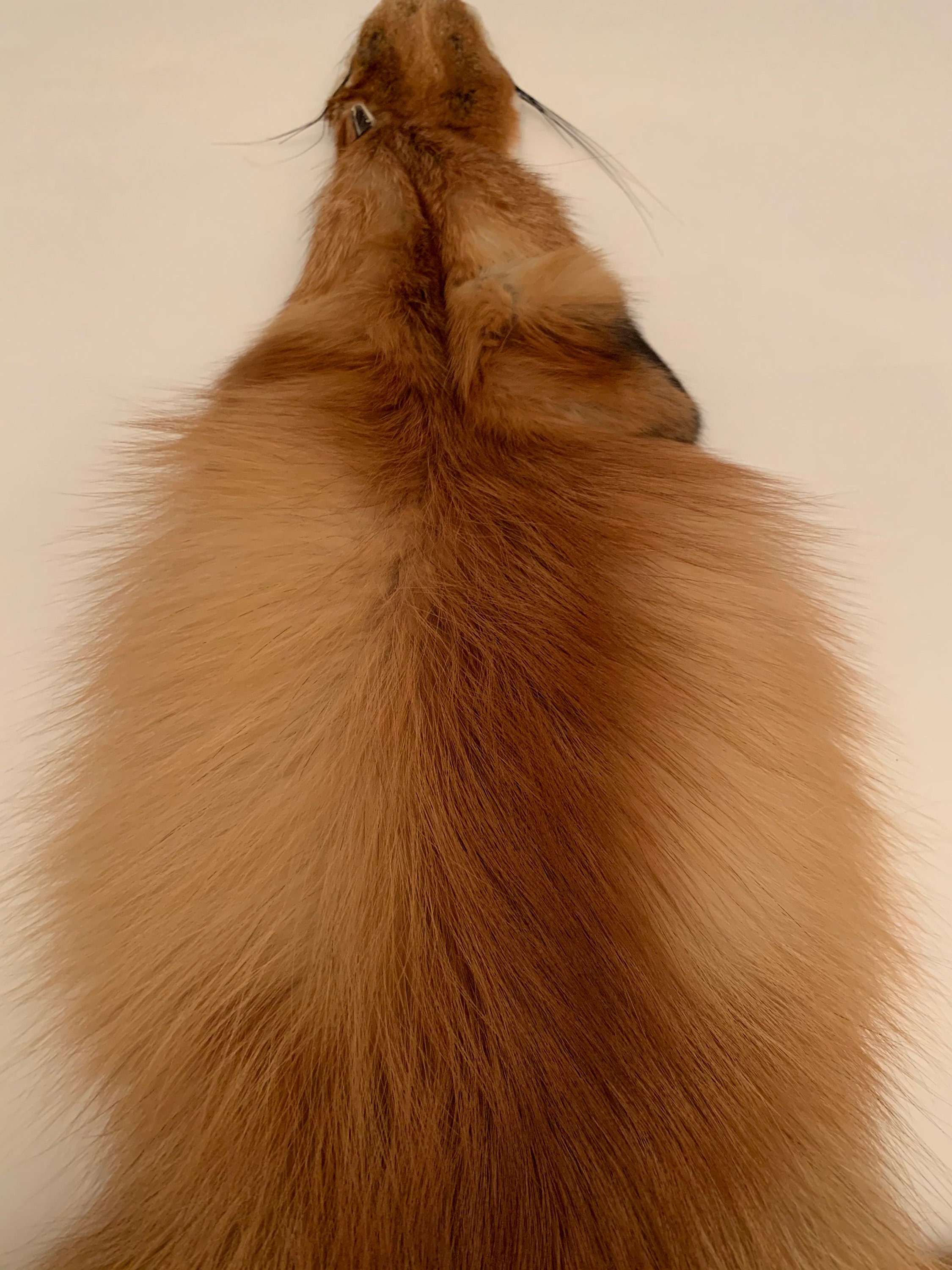 Fox pelt / Siberian fox pelt / Red fox pelt / Animal pelt / | Etsy