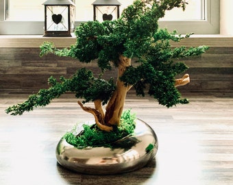 Bonsaï naturel préservé, vrai bonsaï, bonsaï fait à la main, fleurs éternelles, arbre préservé, détail intérieur, arbre domestique, arbre de bureau