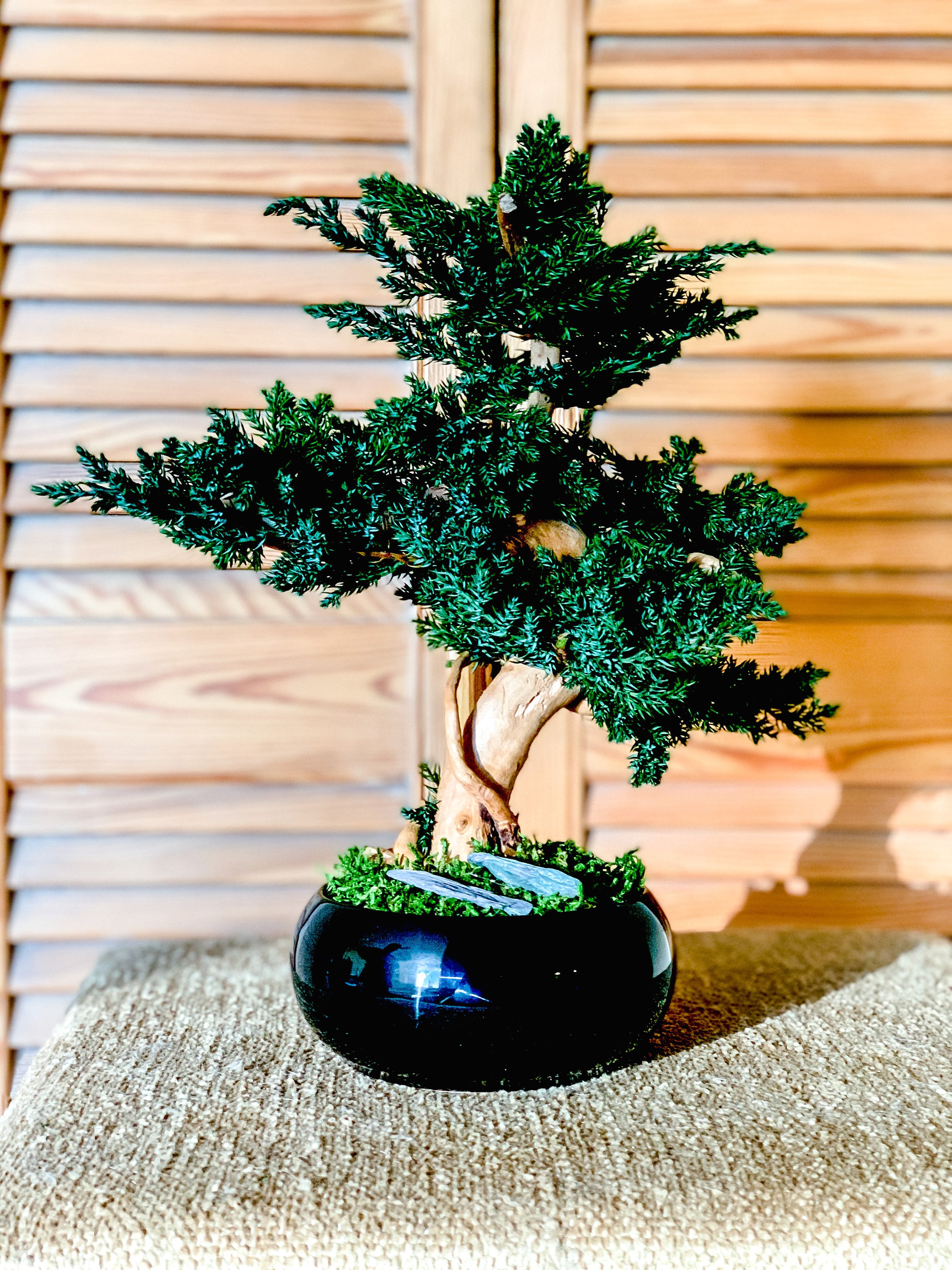 Natural preserved junipers bonsai tree juniperus bonsai rock Etsy