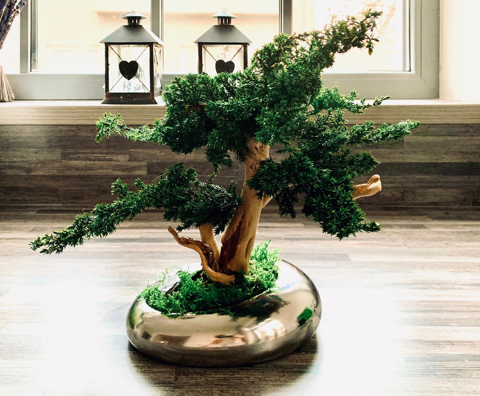 Preserved Natural Bonsai Tree, Real Bonsai, Handmade Bonsai, Forever