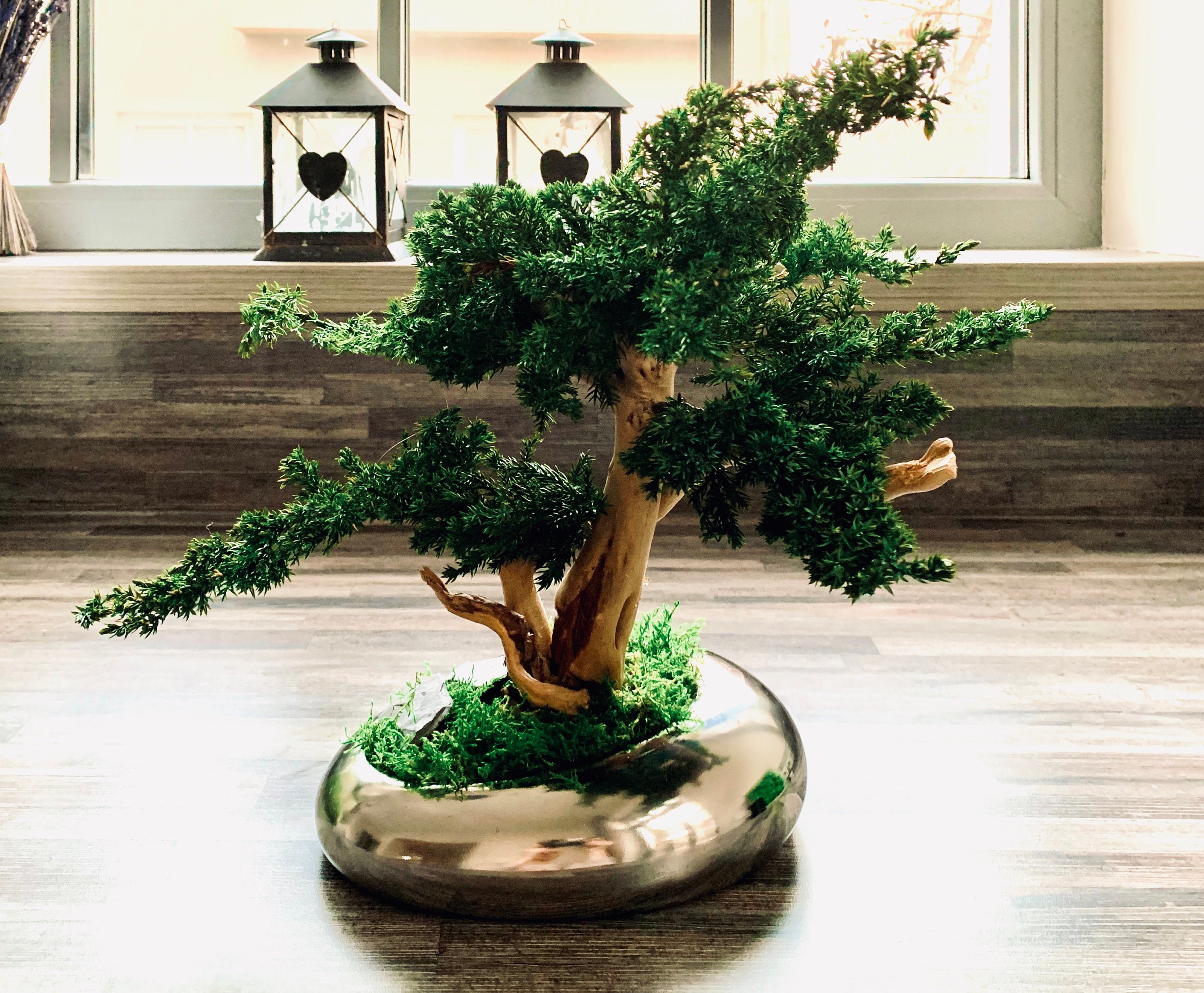 - Pocket-Sized Bonsai: A Touch Of Nature For Your Desk Or Home