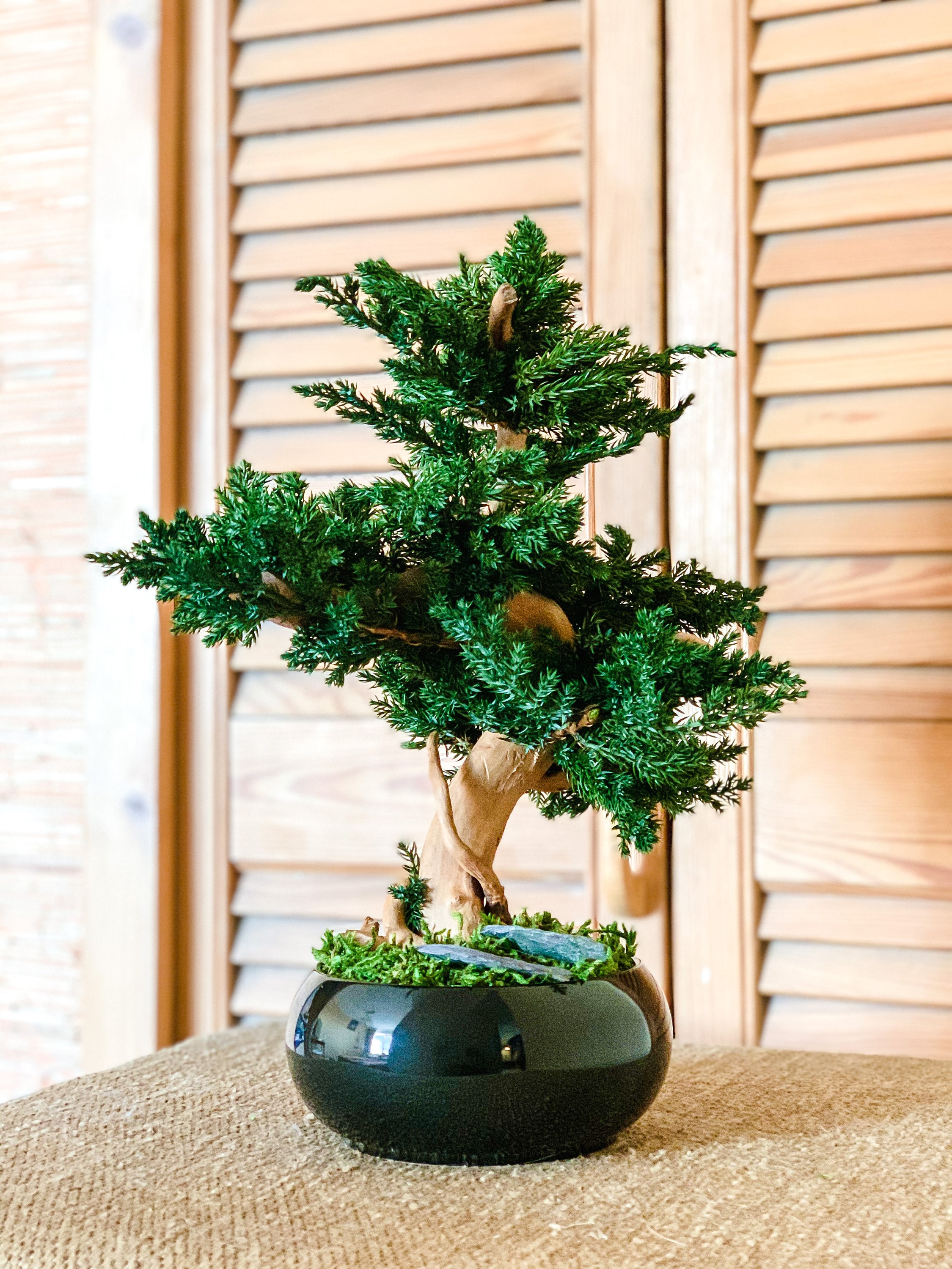 Natural preserved junipers bonsai tree juniperus bonsai rock Etsy