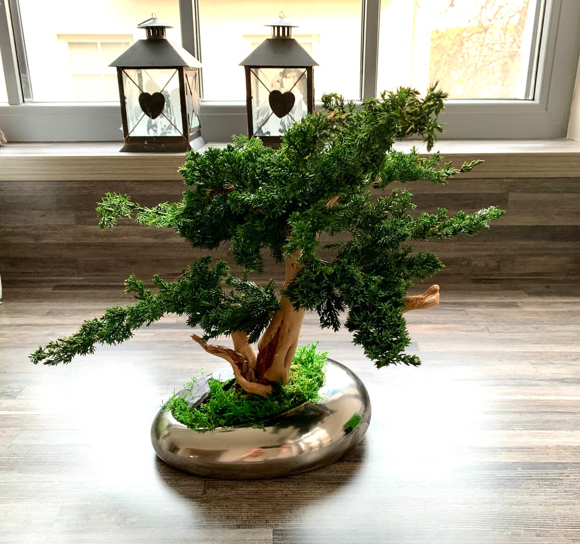 Preserved Natural Bonsai Tree, Real Bonsai, Handmade Bonsai, Forever
