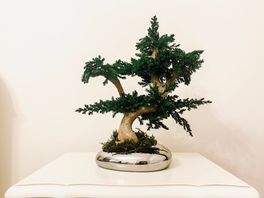Preserved Natural Bonsai Tree Real Bonsai Handmade Bonsai Etsy
