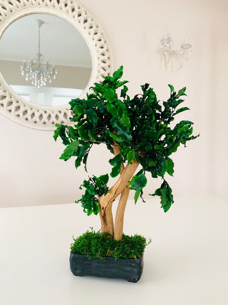 Real Natural Preserved Bonsai Tree in a Black Handmade Vase. Etsy