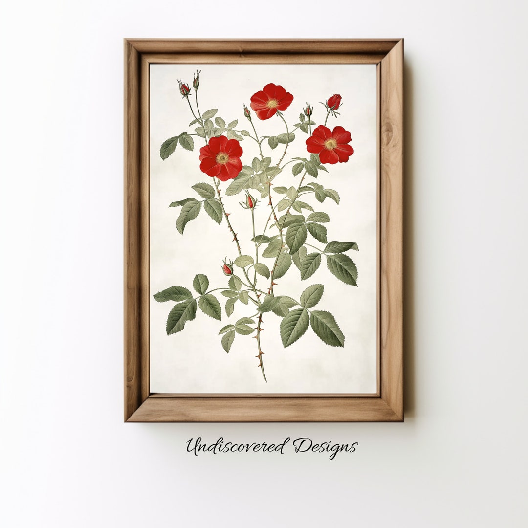 Vintage Red Rose Botanical Print: Elegant Floral Wall Art (digital ...
