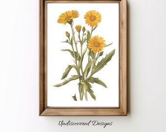 Vintage Calendula Botanical Print: Elegant Floral Wall Art (Digital Download)