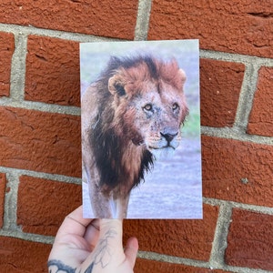 Biglietto d'auguri vuoto con leone
