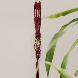 Puede incluir: Un macramé para plantas de color burdeos con una pequeña planta de aire en un recipiente de vidrio. El macramé está suspendido de un gancho dorado en una pared blanca.