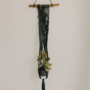 Peut inclure: Un porte-plante en macramé vert foncé avec une baguette en bois en haut. Une petite plante en pot avec des feuilles vertes est suspendue au macramé.