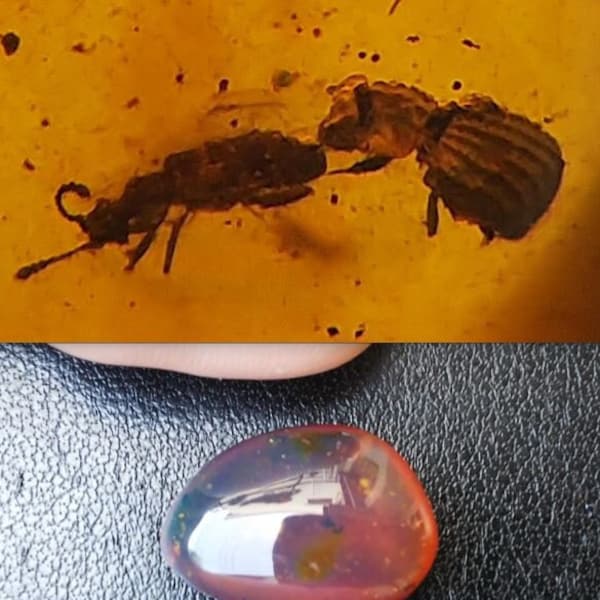 Lepiceridae, Cretaceous rare Myxophaga beetle Coleoptera in Burmese amber Burmite insect inclusion #5908