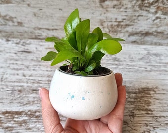 Mini pot, small round pot, minimalist decoration, round pot cover, indoor pot, succulent pot, speckled pot.