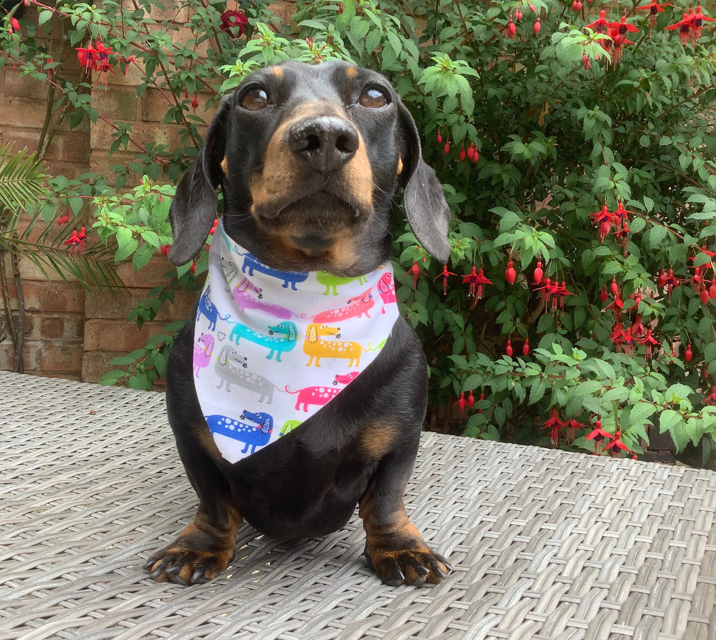 Dachshund bandana clearance