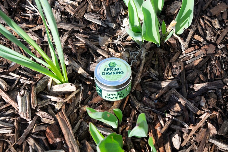 May include: A small, silver tin with a green lid. The lid has a green four-leaf clover design and the text "SPRING DAWNING" in white. The tin is sitting on a bed of brown wood chips.