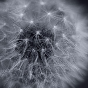 Cool Dandelion