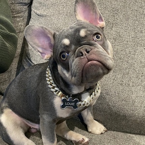 Pink cuban link dog chain shop