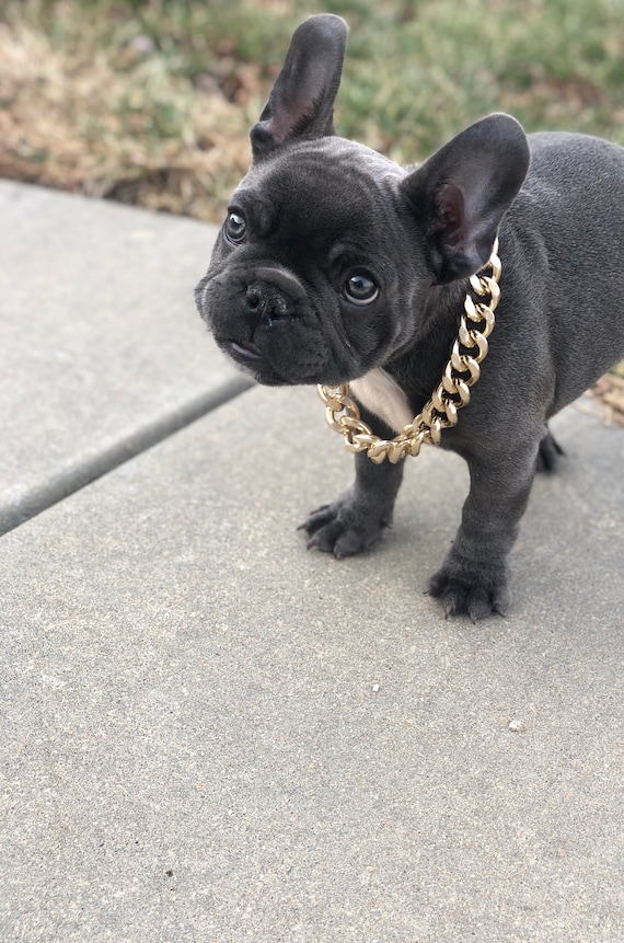dog chain cuban link