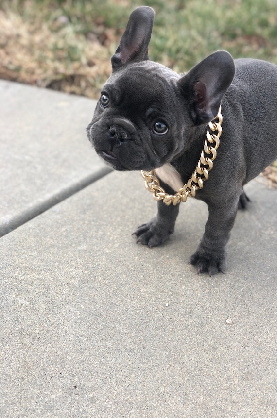 dog chain