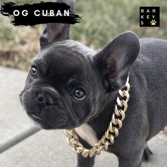 THE CUBANITO Gold Dog Collar for Small Dogs - LIL DOG CHAINS – LiL' Dog  Chains