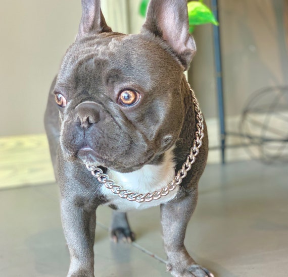 silver dog chain collar