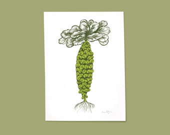 Brussel Sprouts Print