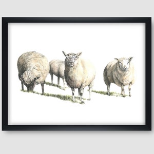Sheep Watercolor Giclée Print: Coastal Farm Art