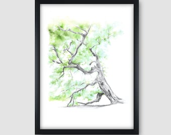 Oak Tree Giclée Print: Graphite and Watercolor Fine Art
