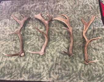 Deer antler