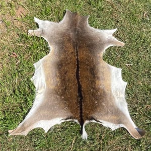 May include: A natural animal hide featuring a dark brown central stripe that transitions into lighter tan and white fur along the edges. The pelt has an irregular, organic shape with pointed extensions and a short, white-tipped tail at the bottom.