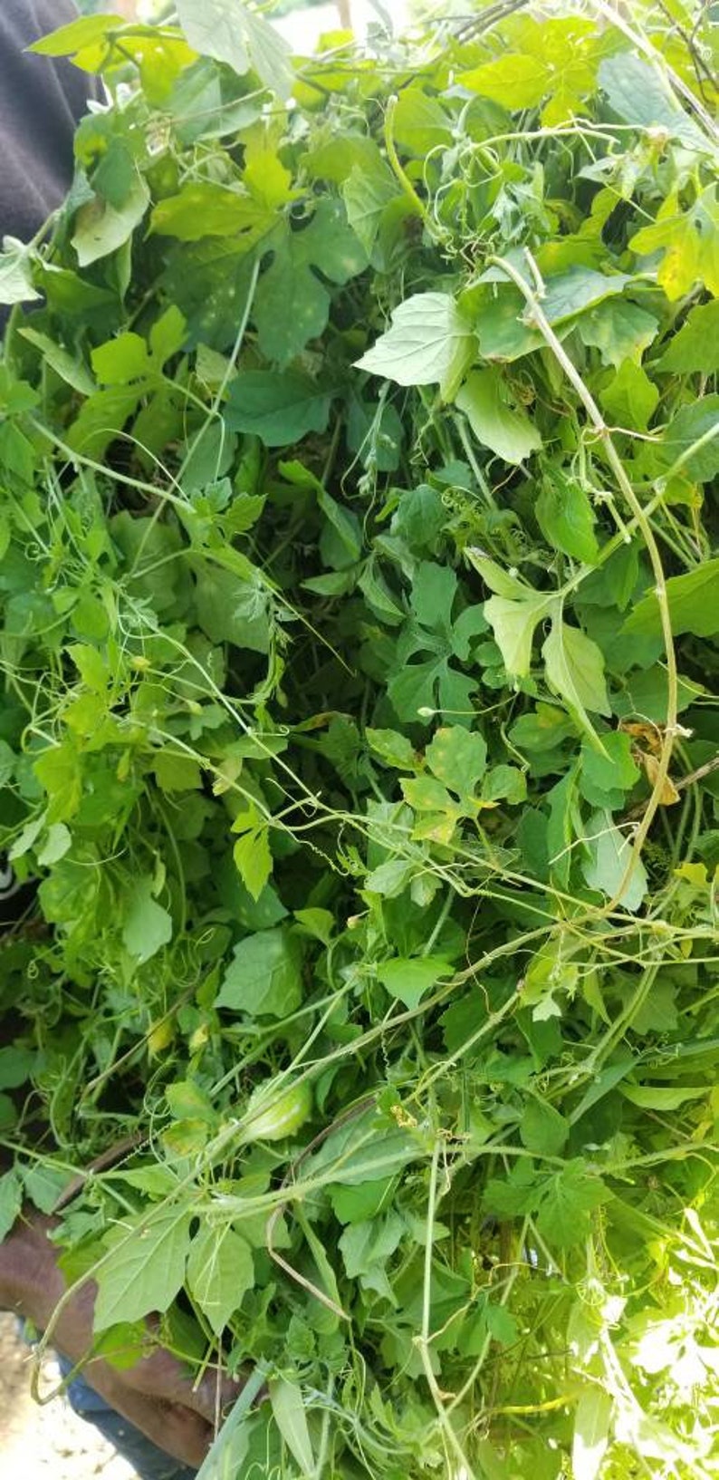 Jamaican Cerasee ''BITTERS'' Detox Herbs Etsy