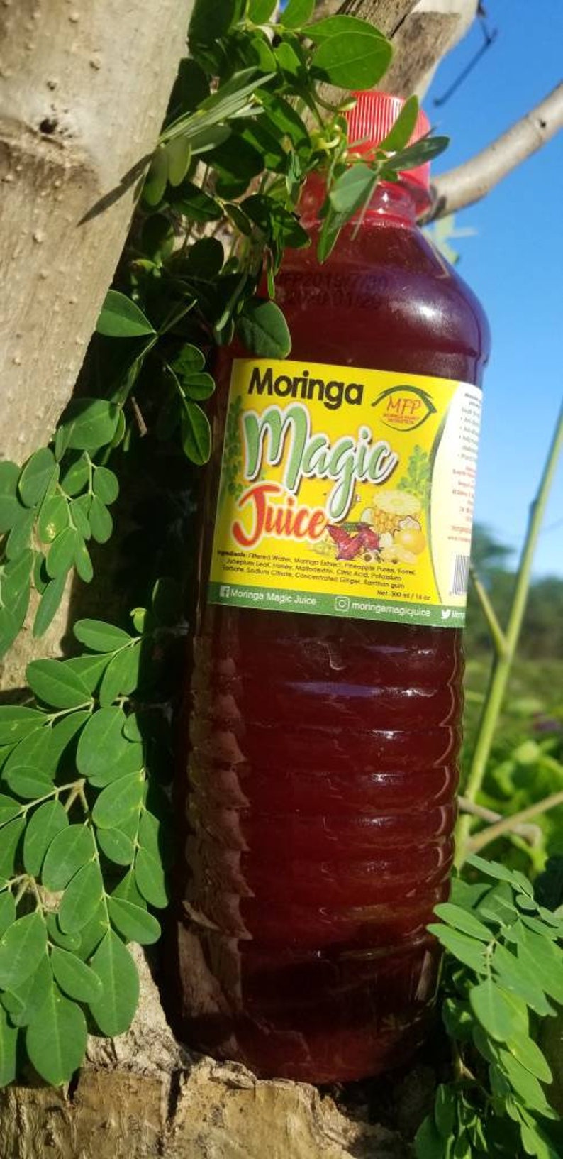 Moringa Magic Juice Organic Moringa Oleifera Etsy