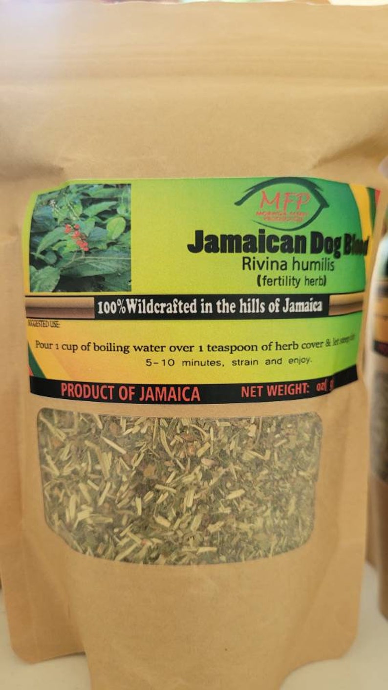 Jamaican Dog Blood fertility herb Rivina humilis image 3