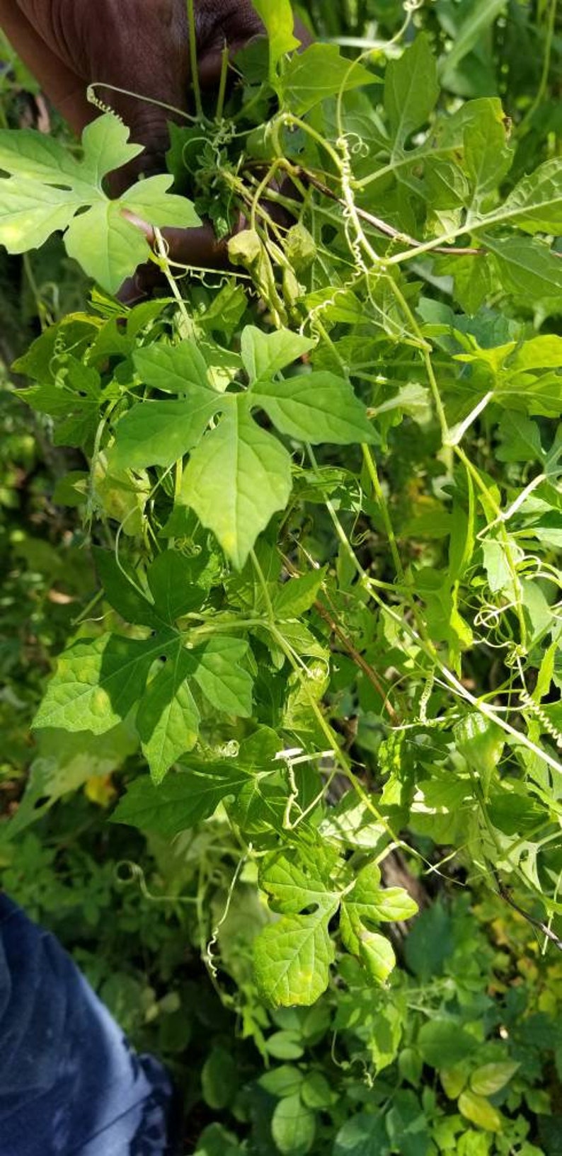 Jamaican Cerasee ''BITTERS'' Detox Herbs Etsy