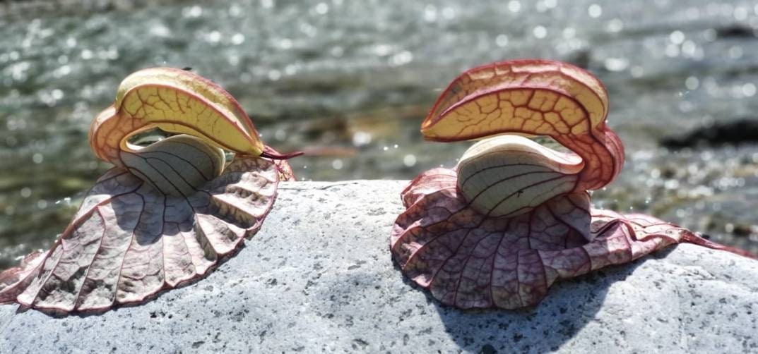 Duck flower || Contribo || Aristolochia grandiflora || The pelican flower  || [1 flower] -Retail