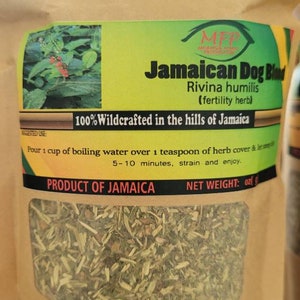 Jamaican Dog Blood ( fertility herb) ( Rivina humilis)