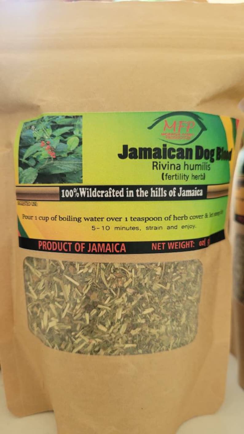 Jamaican Dog Blood fertility herb Rivina humilis image 1