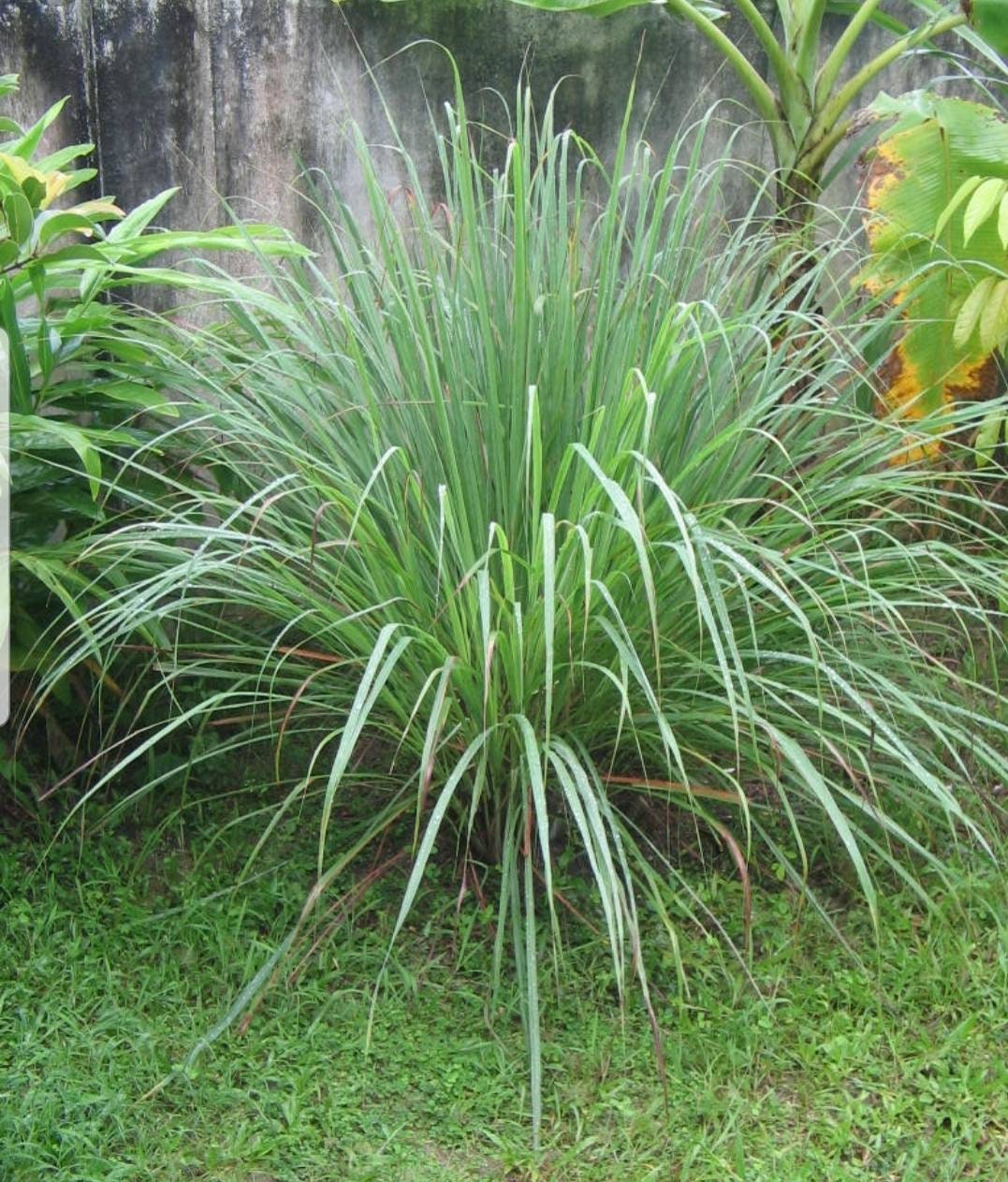 Jamaican Fever Grass/ Jamaican Lemongrass cymbopogon 100 Etsy UK