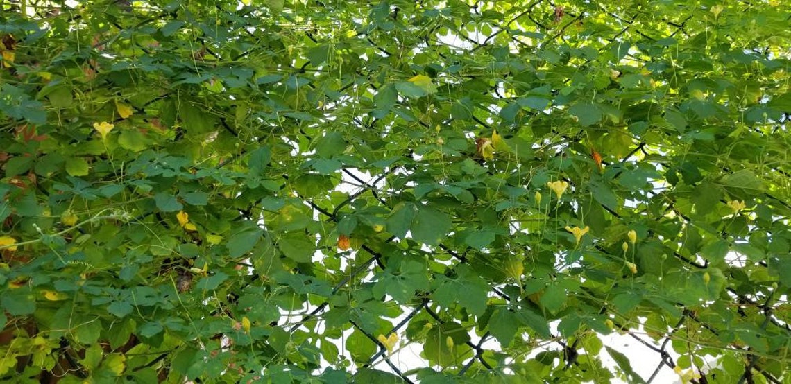 Jamaican Cerasee ''BITTERS'' Detox Herbs Etsy