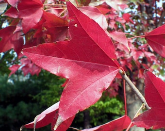 TRIDENT MAPLE SEEDS ACER BUERGERIANUM COLOUR FEATURE TREE